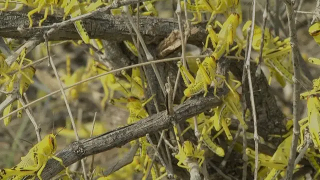 locust