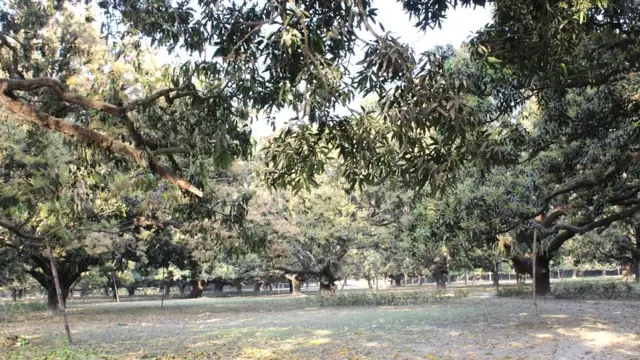 मालदा के आम अपनी मिठास और खासियतों के लिए पूरी दुनिया में मशहूर हैं