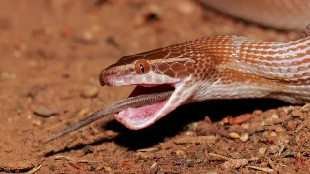 un perro se comería una serpiente