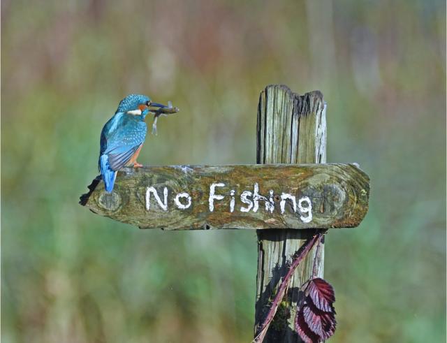 翠鸟叼鱼落在不准捕鱼的告示牌上。