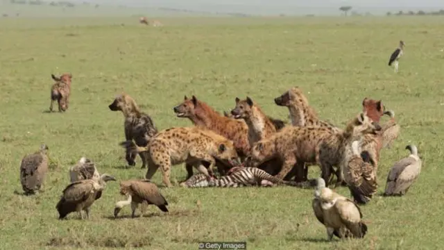 bonobo, orca, paus, perempuan