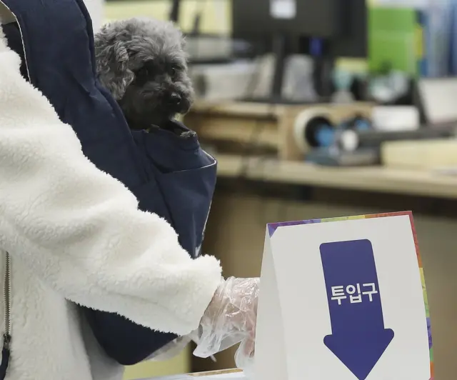 9일 유권자와 함께 울산 호연초등학교에 마련된 투표소를 찾은 강아지