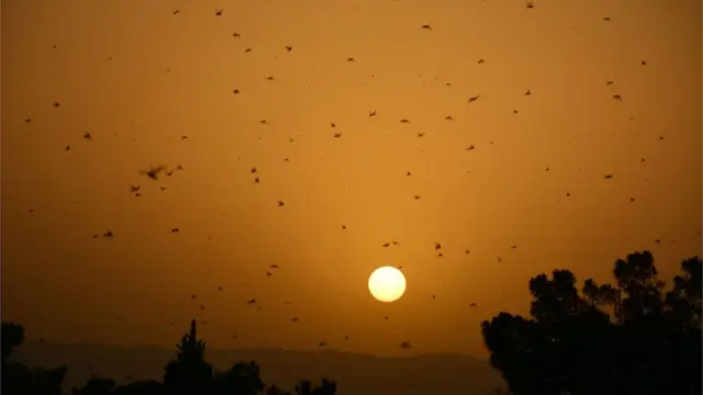 پاکستان