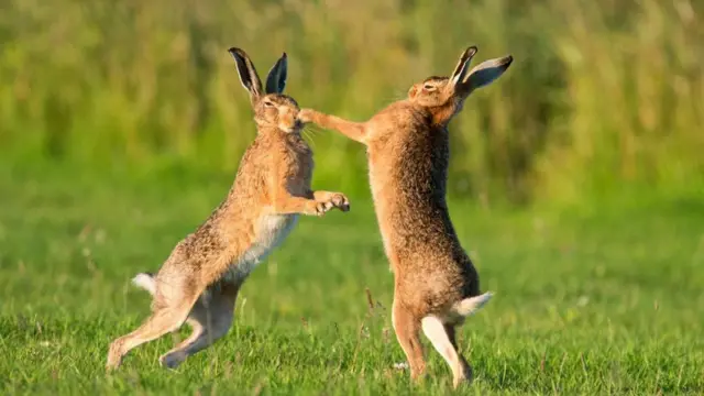 Зайці європейські