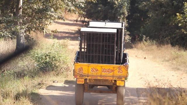 పులిని పట్టుకునే ప్రయత్నాలు