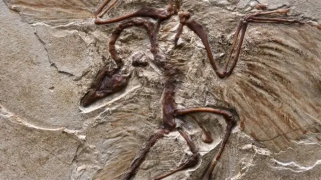 Chagua hali nzuri na mwili wako utahifadhiwa kama kiumbe hiki pichani, mabaki ambayo yana miaka milioni 150