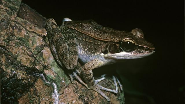 一些动物如木蛙，能够停止新陈代谢，却仍然有生命。