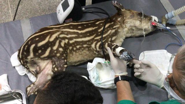 Filhoteslots vencedores 2024anta recebeu peleslots vencedores 2024tilápia nesta semana