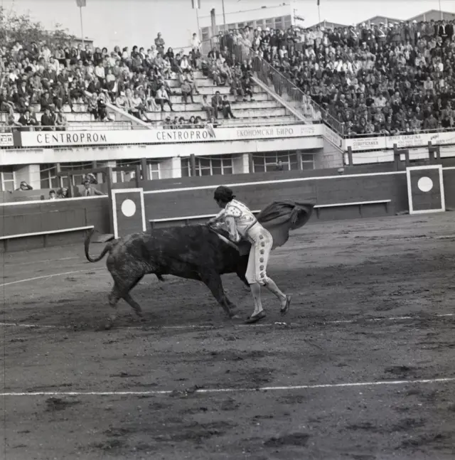 Београдска корида и Луис Мигуел Домингин