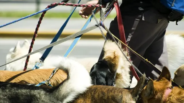 Стали бы вы присматривать за чужими животными в отсутствие их хозяев, чтобы заработать деньги на первый взнос?