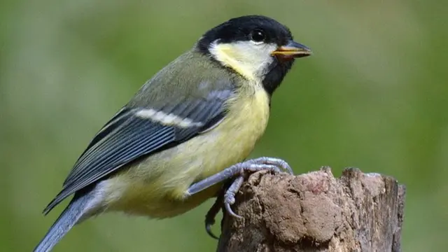 Parus major