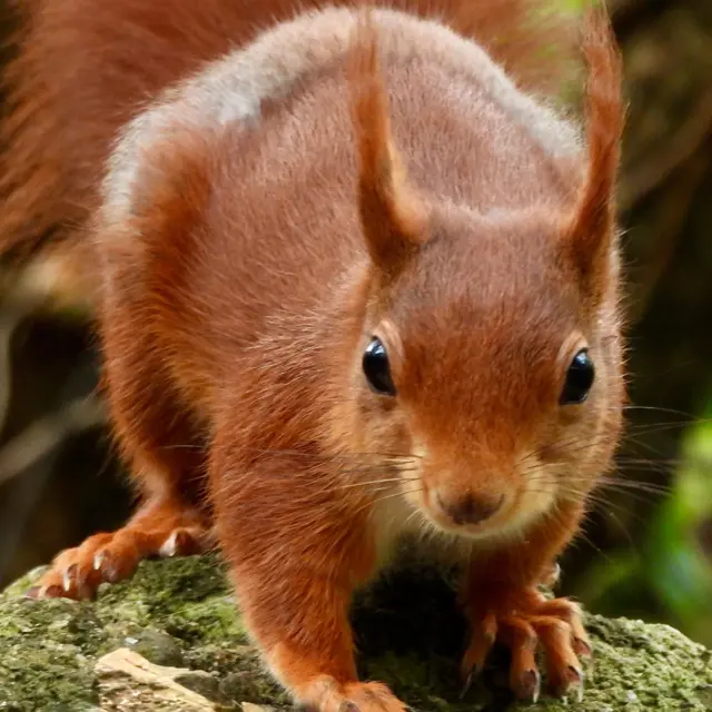 Una ardilla roja