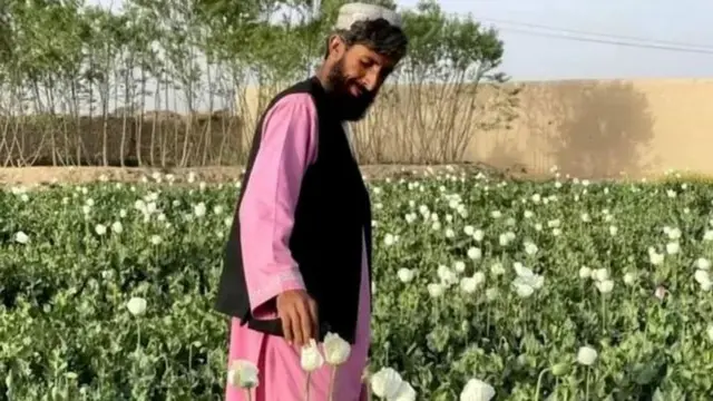 Mkulima wa Afghanistan katika shamba la opium mnamo Machi 2022 kabla ya marufuku