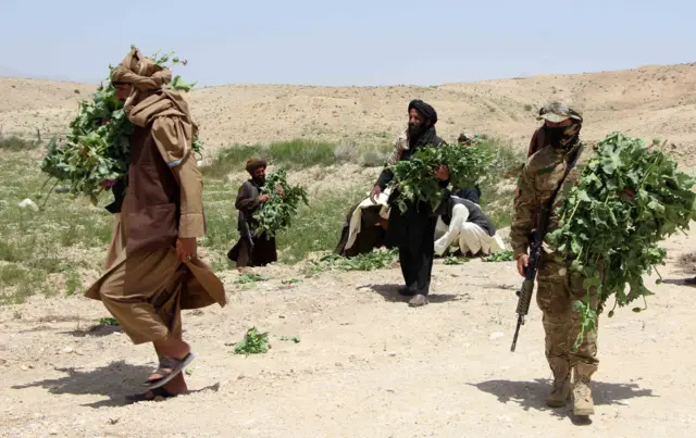 افراد طالبان در حال تخریب مزارع کوکنار 