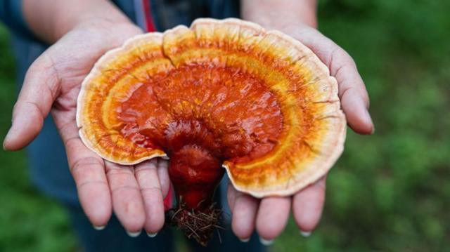 Que sont les champignons médicinaux et quels sont leurs véritables bienfaits pour la santé ? - BBC News Afrique