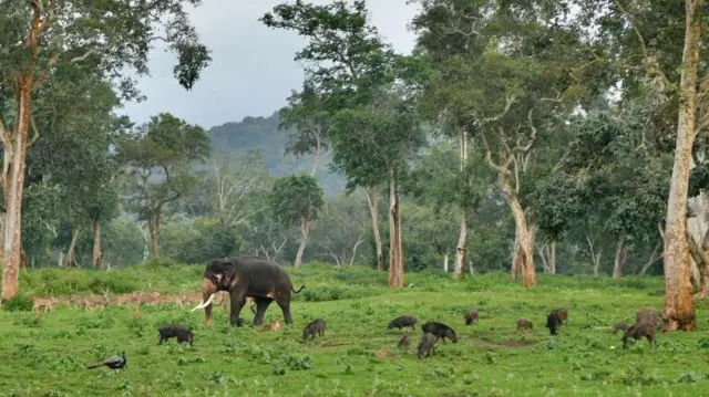 மனித–காட்டுயிர் மோதல்கள் 