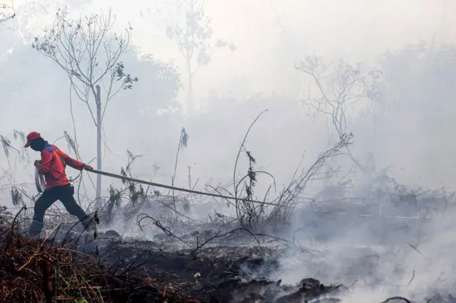 Personel BPBD Provinsi Kalimantan Barat menarik selang air ke lahan gambut yang terbakar di Dusun Sidomulyo, Desa Limbung, Kecamatan Sungai Raya, Kabupaten Kubu Raya, Kalimantan Barat, Minggu (2/8/2026). BMKG Kalimantan Barat mencatat hasil pantauan sensor MODIS (Satelit AQUA dan Terra) per 1 Agustus 2026 menunjukkan terdapat 762 titik panas kebakaran hutan dan lahan yang tersebar di 12 kabupaten di provinsi setempat yaitu antara lain Ketapang, Sanggau, Sekadau, Melawi, dan Kubu Raya. 