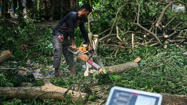 প্রতি বছর গাছ কেটে অসংখ্য বনভূমি উজাড় করা হচ্ছে