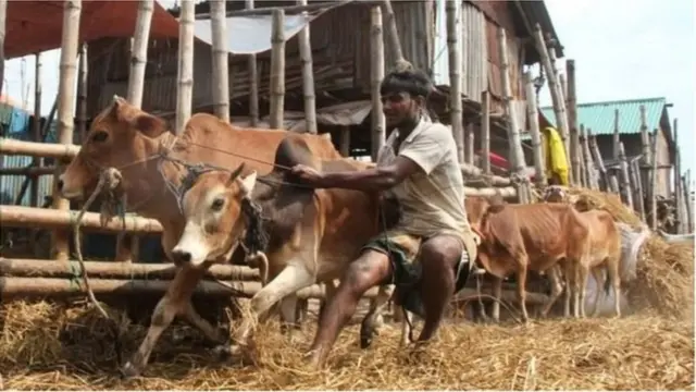 গরুর হাট।