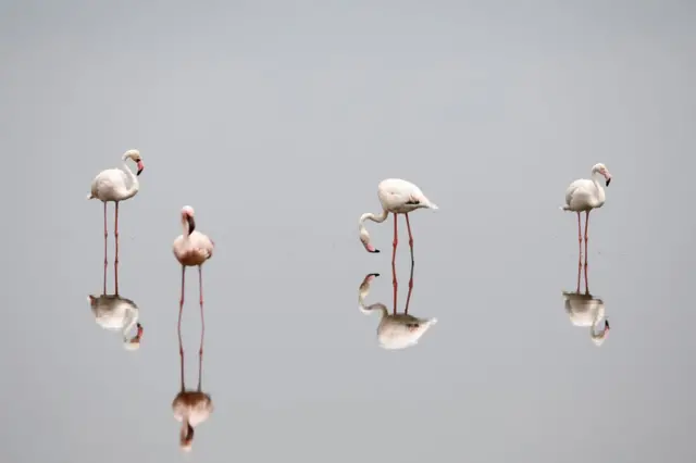 Flamingo waliosimama juu ya maji tulivu wanaonekana hapa kama kwenye kioo katika Ziwa Magadi, Kenya - Ijumaa 12 Februari 2021