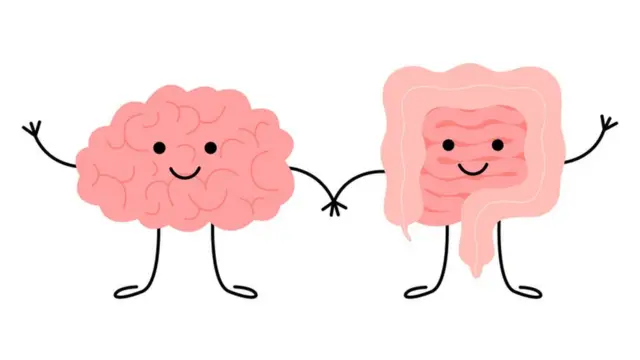 वेगस नावाच्या मज्जातंतूद्वारे मेंदू आतड्याच्या कामकाजावर नियंत्रण ठेवतो.