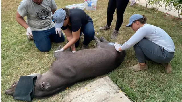 Eduarda e outros voluntários ajudam anta resgatada