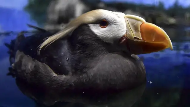 பருவநிலை மாற்றம்: பசியால் கொத்து கொத்தாக செத்து மடிந்த பறவைகள் - பெருஞ்சோக நிகழ்வு