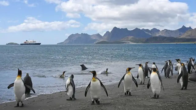 Güney Georgia'da penguenler