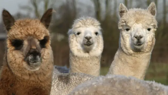 Alpacas