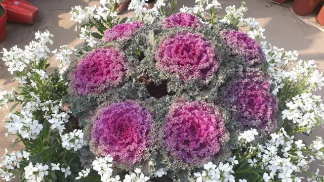 ਮੁਗਲ ਗਾਰਡਨ