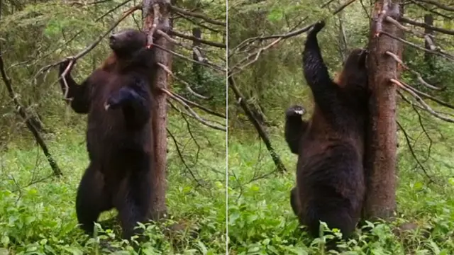 Urso pardo coçando as costas