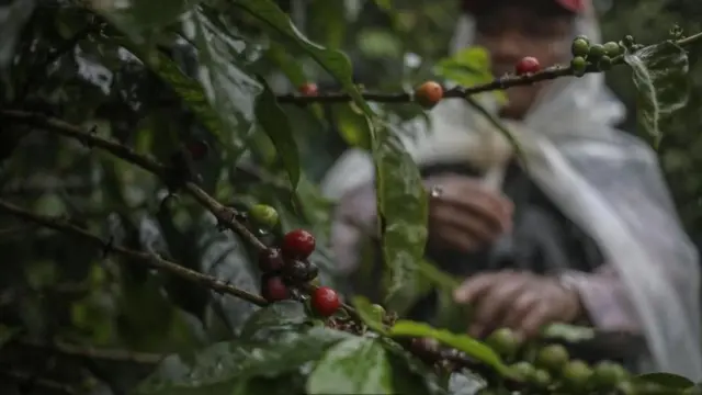 قطف حبات البن بمزرعة لاماستوس في بنما