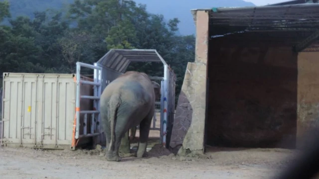 கம்போடியாவுக்கான நீண்ட பயணத்துக்காக தனக்கான கூண்டில் நுழைகிறது காவன்.