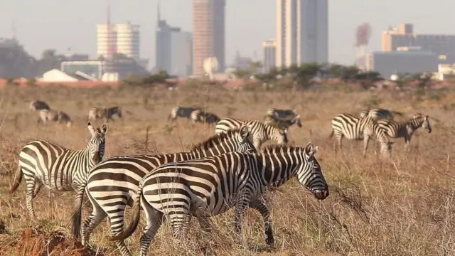Ngựa vằn ở Kenya