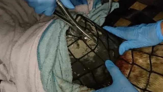 Plastika je isečena pomoću klešta za kosti