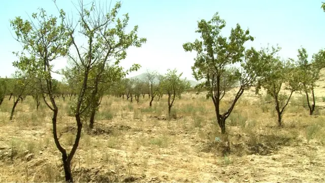 باغداری در افغانستان