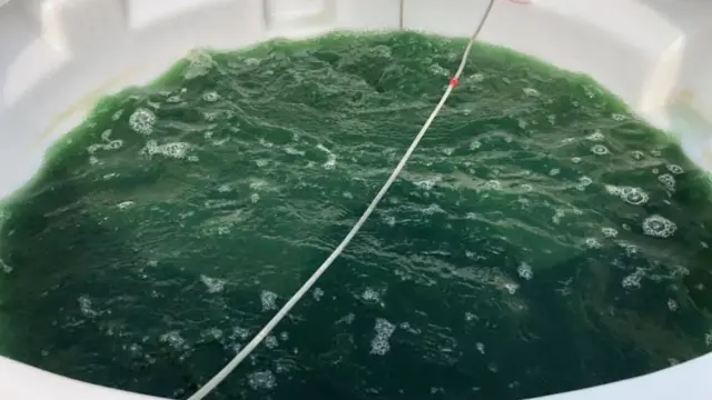 কৃত্রিম জলাধারে স্পিরুলিনা তৈরির প্রক্রিয়া