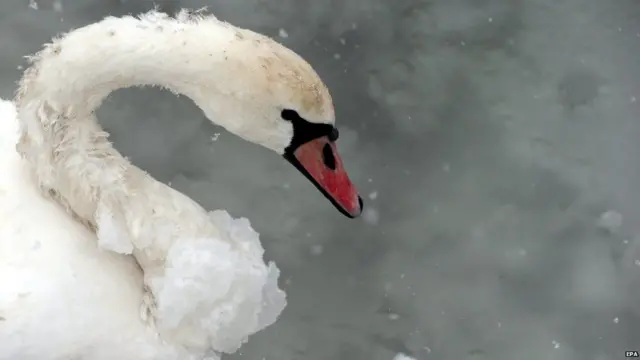 बर्फ, जमा हुआ पक्षी