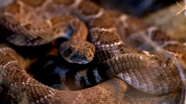 ਰੈਟਲ ਸੱਪ