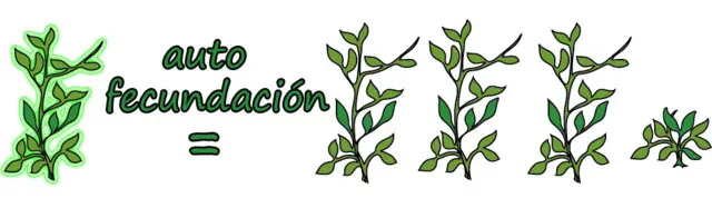 Planta alta autofecundada = 3 altas y 1 bajita