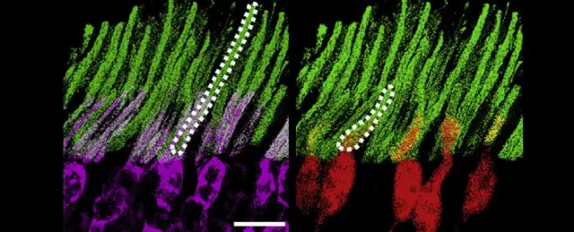 наноантенны