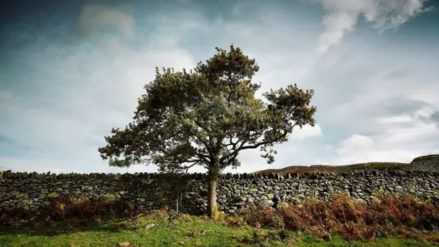 Un árbol solitario frente a un muro de piedra