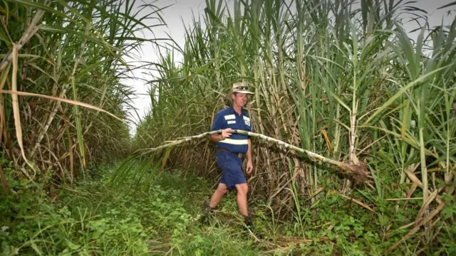 Un cañaveral en Australia