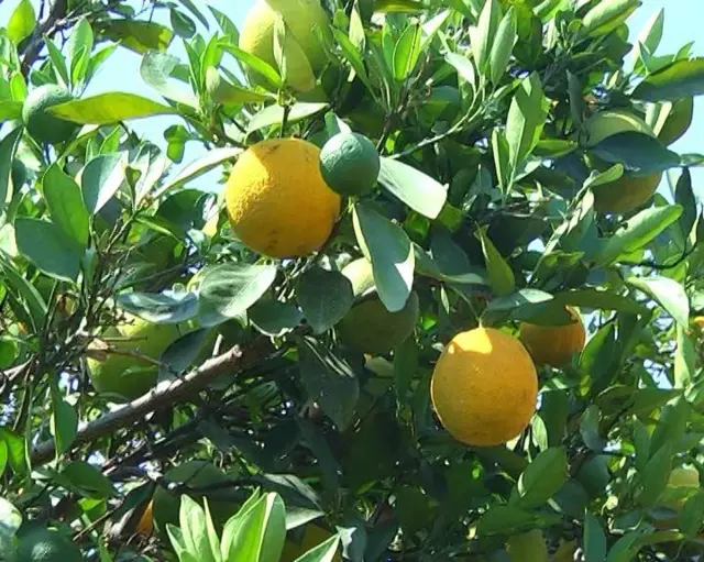 బత్తాయి తోట