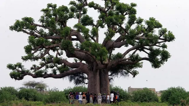 baobab