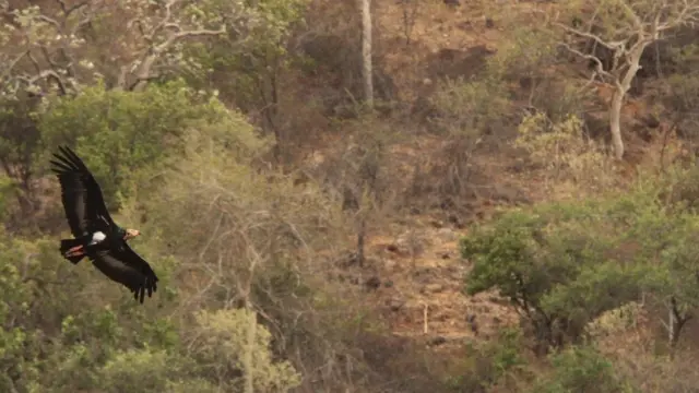 பாறு கழுகுகள்