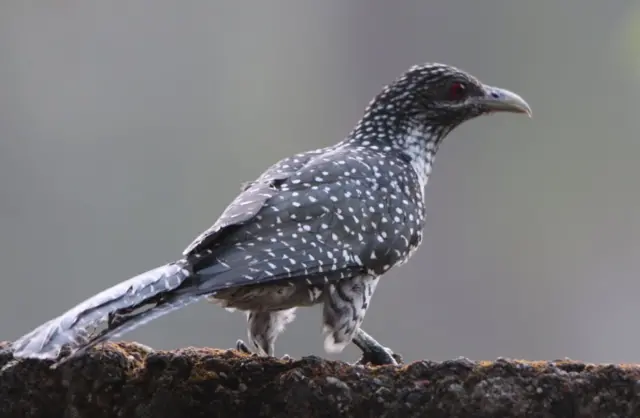 කෙවිලිය