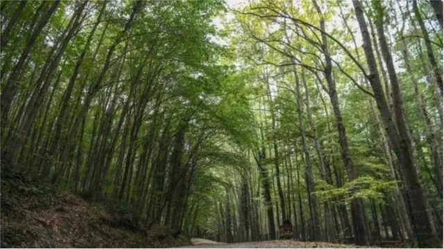 ఖషోగ్జీది హత్యే