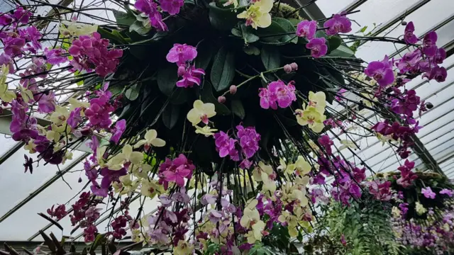 กล้วยไม้