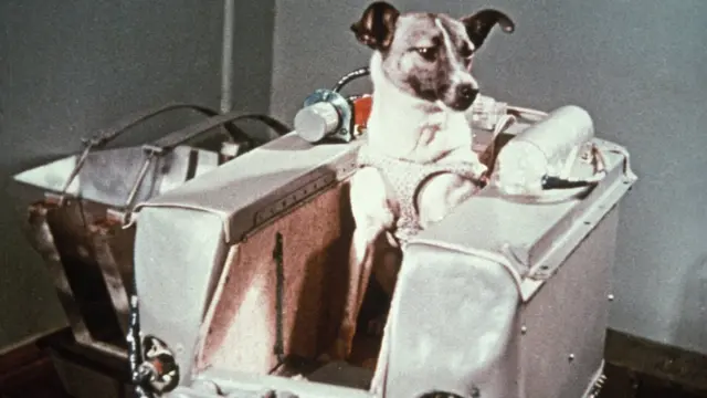 Laika, le premier être vivant à aller dans l'espace.